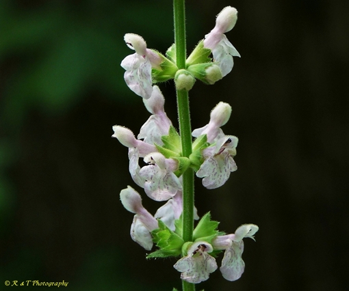 {Stachys eplingii}